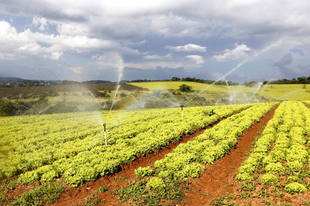 生菜种植园巴西农村生菜种植园灌溉照片