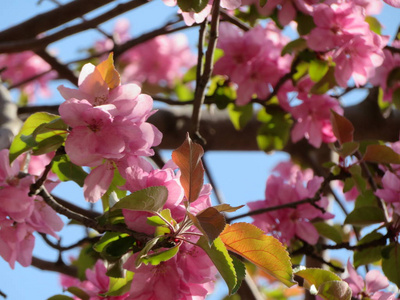 粉红苹果树开花，蓝天