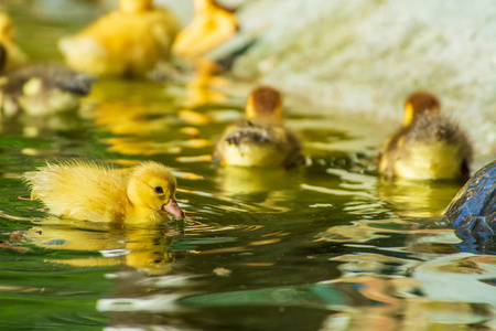 刚出生的小鸭子在花园里玩黄色湖滑稽鸭子