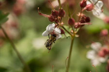 蜜蜂在花的花粉和花蜜