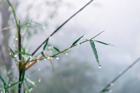 竹子和水滴在山与雾之间的蜘蛛网上