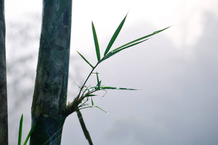 竹子和水滴在山与雾之间的蜘蛛网上