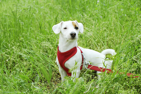 杰克罗塞尔猎犬的有趣小狗坐在公园的草地上。 年轻的纯种血统狗在红色的胸带上的皮带休息在绿色的草坪户外。 背景复制空间关闭。