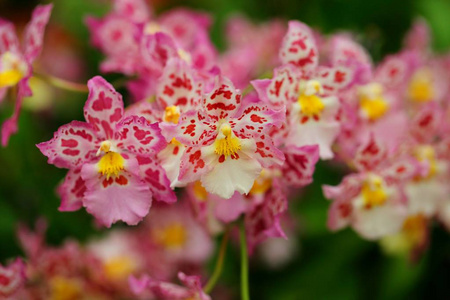 热带花园里美丽的兰花