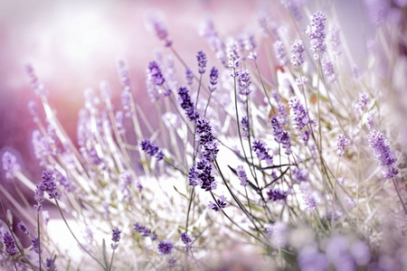 柔和的焦点，淡紫色的花朵，美丽的薰衣草，由阳光照亮
