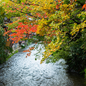 日本京都河流背景下秋叶的景色。 文本复制空间