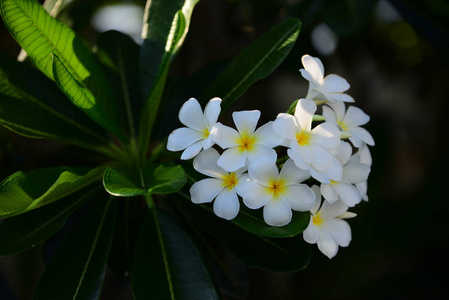 美丽的花园花。五颜六色的宇宙花，抽象的光和背景。春天的正式花园。 美丽的花园，五颜六色的花朵，点缀着正式的花园。 公园。 美丽的