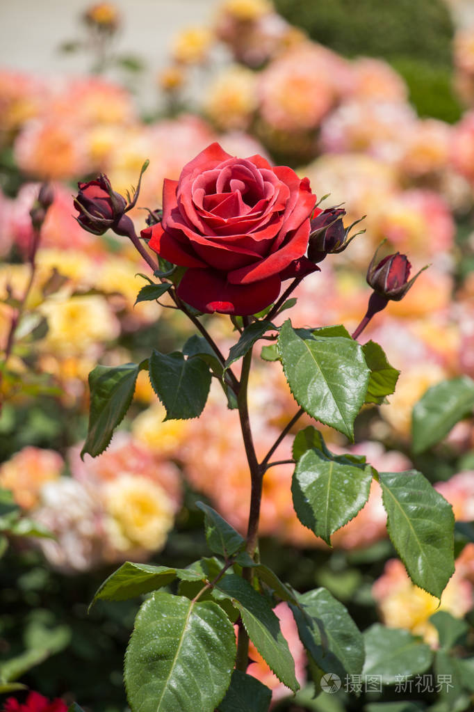 花园背景上美丽多彩的玫瑰花