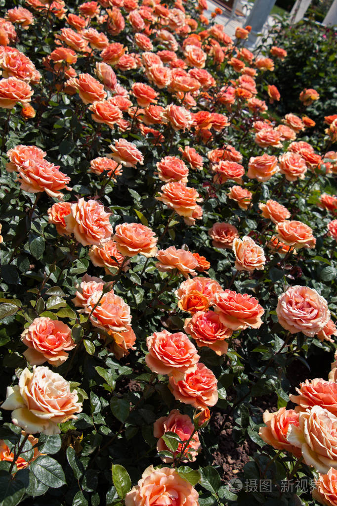 花园背景中盛开着美丽的彩色玫瑰