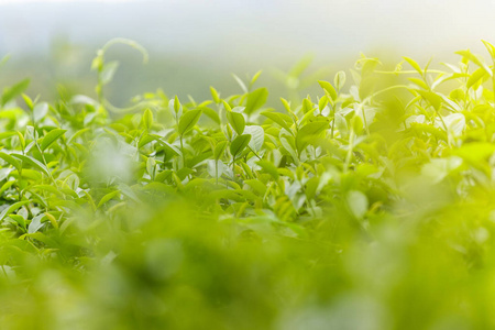 茶树种植园的新鲜绿茶叶