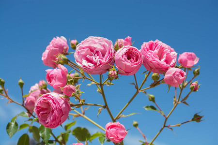 玫瑰花园里美丽的彩色玫瑰