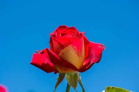 美丽的彩色玫瑰花，天空背景