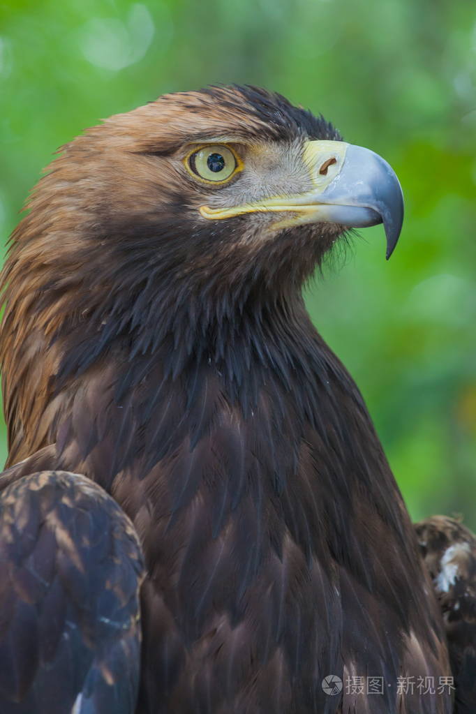 森林中的一棵树上的老鹰