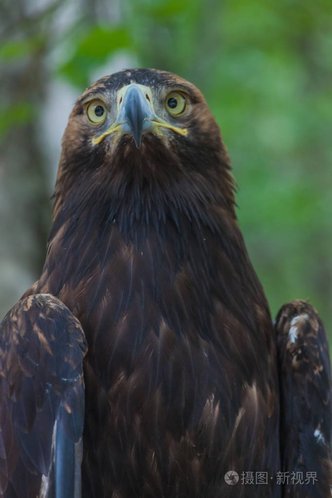 森林中的一棵树上的老鹰