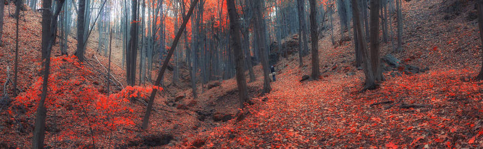 森林里的秋天