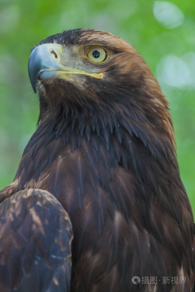 森林中的一棵树上的老鹰