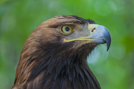 森林中的一棵树上的老鹰照片