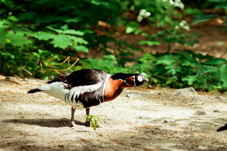 支线翅鹅红鹅住在动物园里照片