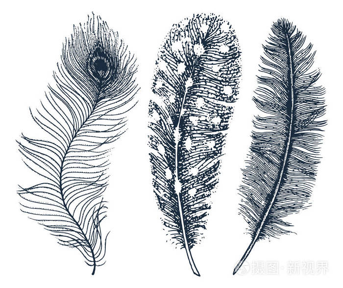 一套质朴逼真的羽毛不同的鸟类猫头鹰孔雀鸭子刻在古老的复古素描画的