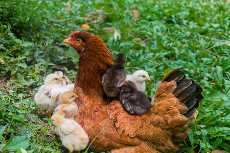 母鸡和小鸡放松照片