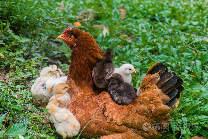 母鸡和小鸡放松
