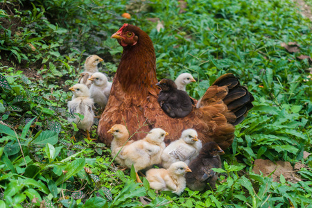 母鸡和小鸡放松照片