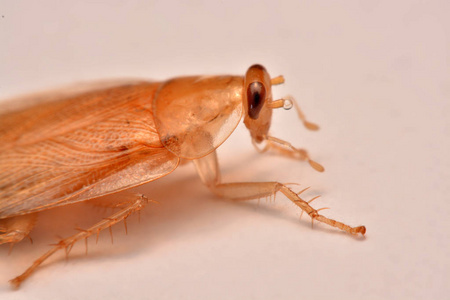 白色背景下的大型光凝蟑螂，用于杀虫剂产品概念选择性聚焦昆虫