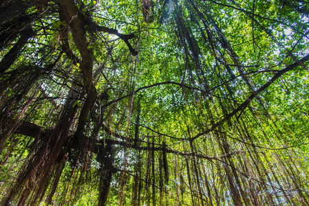 一棵高大的大榕树的枝干伸展得很广,形成了树荫,有助于保护热量免受