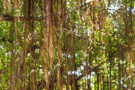 一棵高大的大榕树的枝干伸展得很广,形成了树荫,有助于保护热量免受