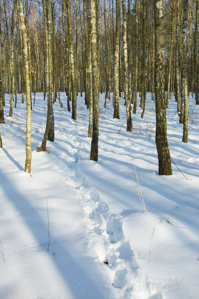 森林里雪地上的痕迹