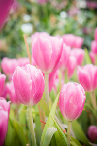 粉红色的郁金香花园，郁金香在花园里盛开