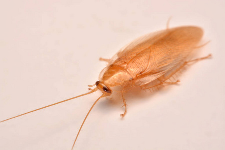 宏观照片，白色背景上的特写蟑螂为杀虫剂产品概念选择性聚焦，翼状昆虫