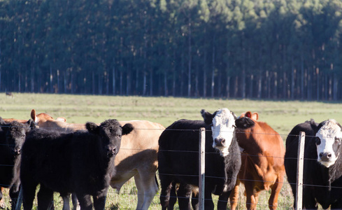 在阿根廷绿色乡村放牧的奶牛