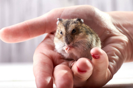 s hand with a red manicure. Miniature hamster viciously rubs his