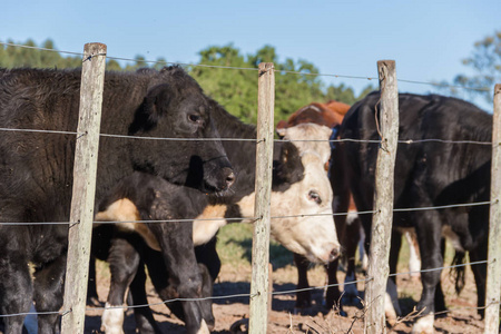 在阿根廷绿色乡村放牧的奶牛