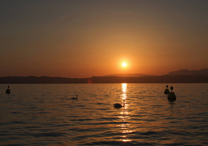 天鹅在嘉达湖的夕阳下