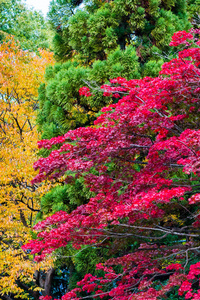 日本京都公园的秋季景观。 复制文本空间。 垂直垂直垂直