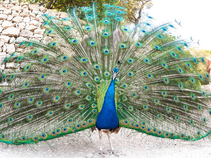 成年雄性孔雀在克罗地亚的罗克鲁姆岛上展示着五颜六色和生机勃勃的