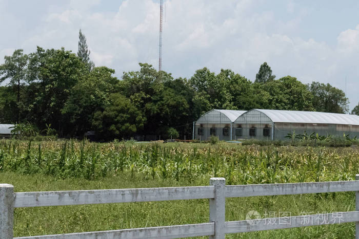 在农田中种植苗圃温室