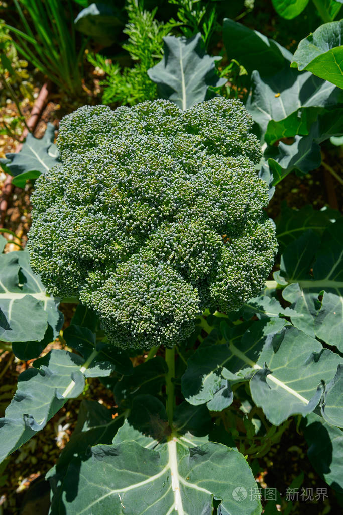 有机果园城市宅基地中的西兰花植物