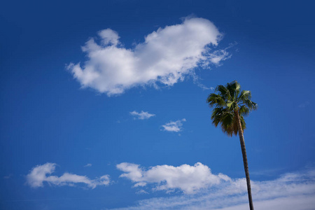 地中海附近的棕榈树和蓝天