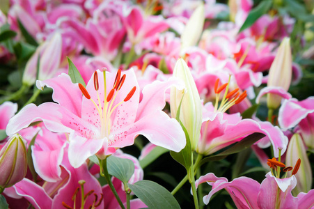 在自然花园里盛开的粉红色的百合花浪漫的自然花在花园里绽放