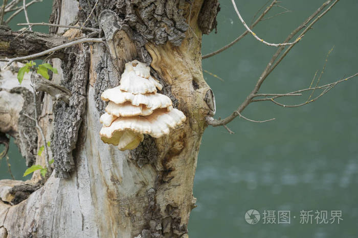 树干上的蘑菇