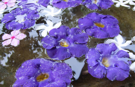 紫罗兰花美丽的花在花园里