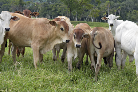 巴西圣保罗州牧场肉类生产用牛照片