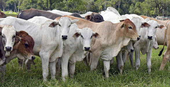 巴西圣保罗州牧场肉类生产用牛照片