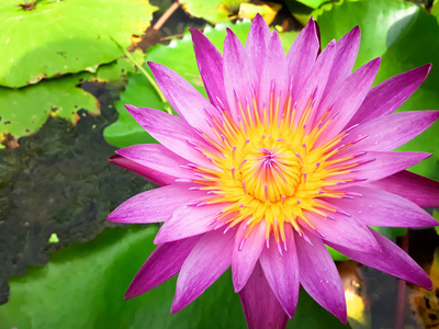 粉红色的莲花在水上绽放，叶子美丽，五颜六色，粉红色的莲花，中间有黄色的花粉，在池塘的水上开着绿色的叶子，总是用来祭祀佛教的物品。