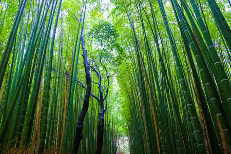 日本京都稻山青竹林旅游背景图片