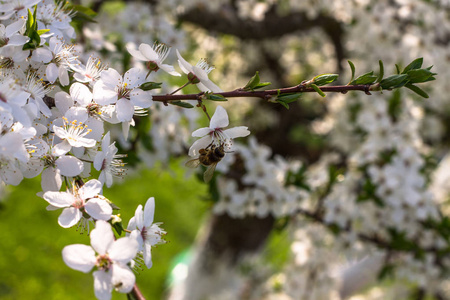 蜜蜂在樱桃上采集花粉