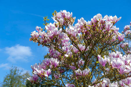 玉兰属和玉兰科的一种杂交植物玉兰属和玉兰科的花托玉兰属开花枝，早期开大，花色为白色粉红色和紫色